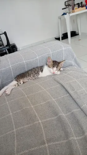 Adoção responsável de gato.