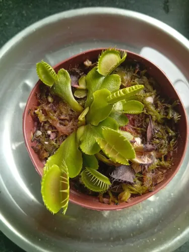 planta carnívora pra vender ligeiro!