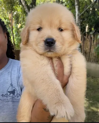 Golden com 52 dias pedigree e vacinado