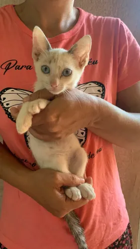 Gatos filhotes caçadores 