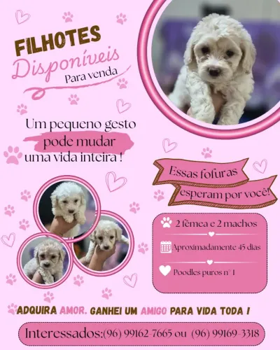 Venda de filhotes de Poodles puros n°1 