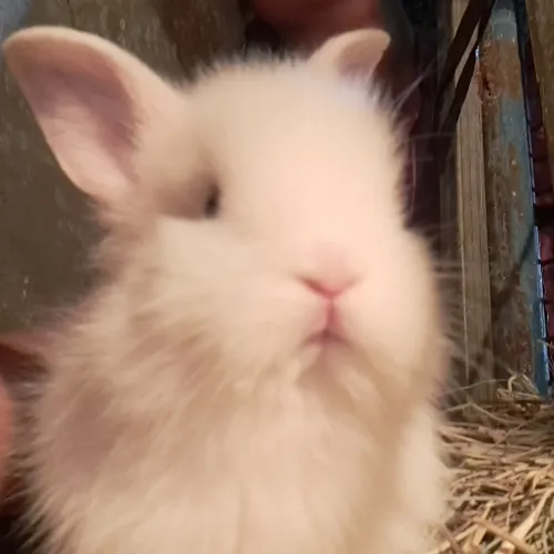 Vende-se coelhos filhotes