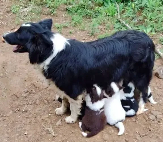 Lindos border collie x labrador