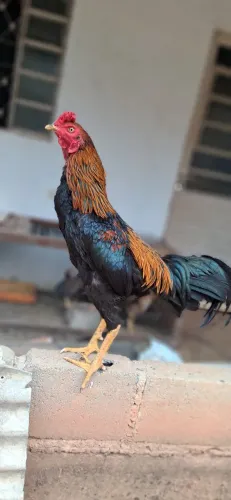 Galo indio tailandês