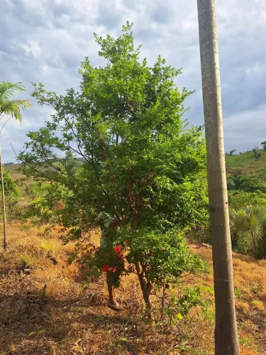 Mudas de jabuticaba com mais de 10 anos