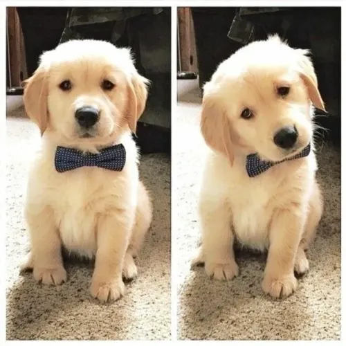 Filhote Golden Retriever com gravata borboleta