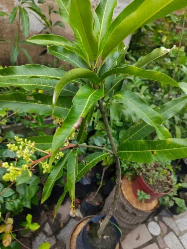 Mudas de Manga Coco Enxertada