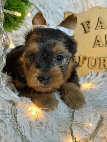 Yorkshire Terrier: Fofura em 4 patas! SOMOS ESPECIALIZADOS NA RAÇA