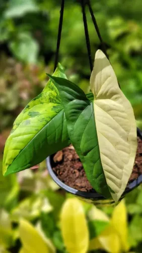 Mudas ornamentais, Syngonium áureo, Syngonium Amarelo, Folhagens raras, Mudas ornamentais 