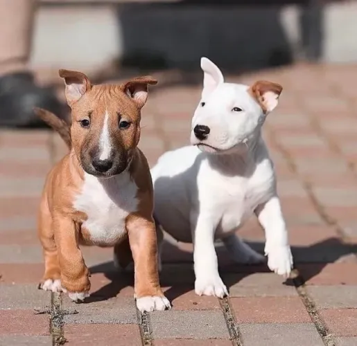 Filhotes de Bull terrier dois machinhos com 57 dias vacinados e com pedigree -Alberto