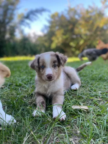 Filhote de Border collie 