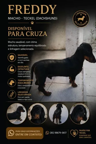 Macho Disponível para Cruza