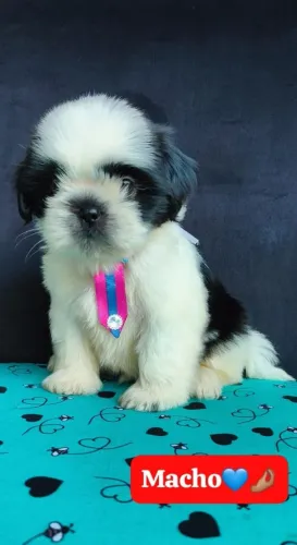 Shih Tzu