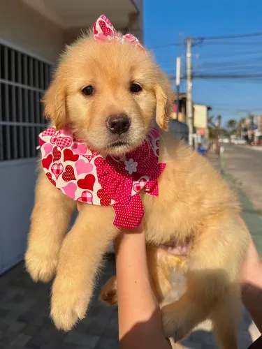 Golden retriever// pronta entrega