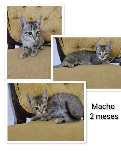 Adoção de gatinhos