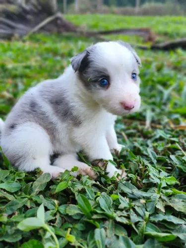 Filhote de Border Collie
