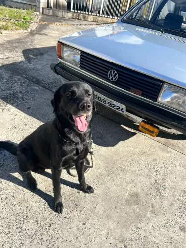 Labrador