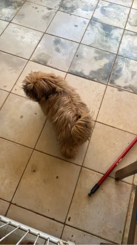 Filhote de Shih Tzu 4 meses