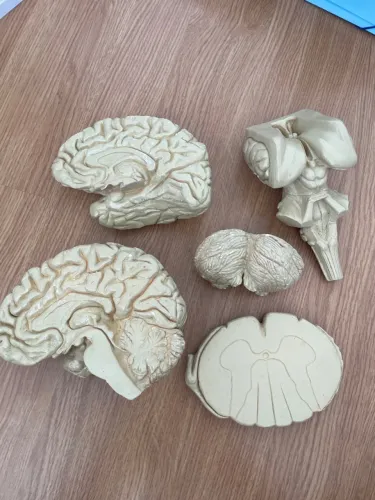 KIT PEÇAS ANATÔMICAS EM GESSO - CÉREBRO/ENCÉFALO - MEDICINA/ENFERM/FISIO