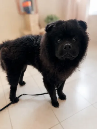 Doação: Chow chow macho