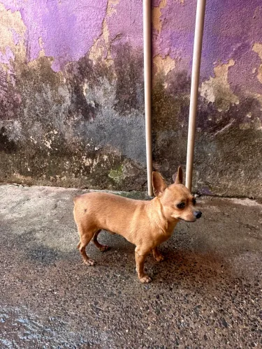Vende-se pinscher adulto macho
