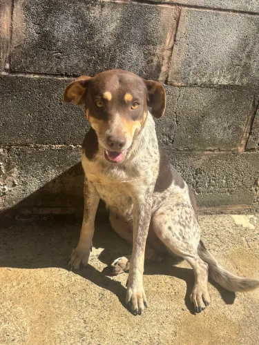 Doação/adoção de boiadeiro australiano