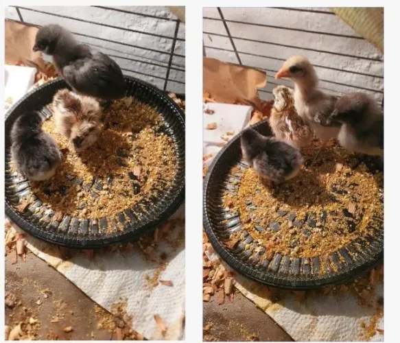 Quatro Pintinho mine garnizé, 8 reais cada