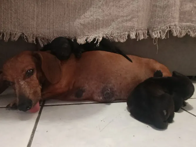 Filhote de dachshund Basset Raciado com. pinscher tamanho pequeno só tem um macho