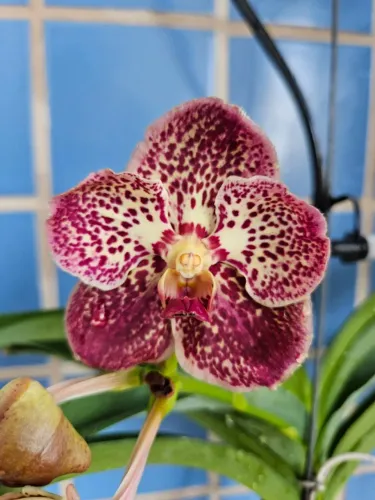 Vanda florida