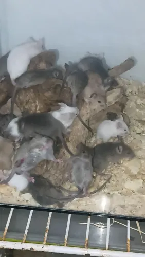 Ratos camundogos