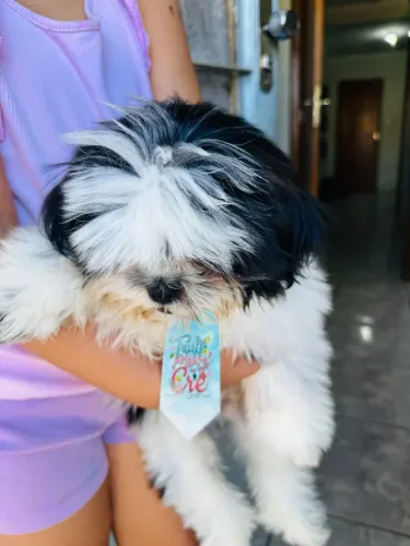 Shitzu puro 550$ 2 meses