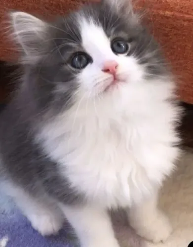Angora turco valor promocional