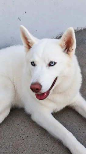 Vendo Husk Siberiano fêmea