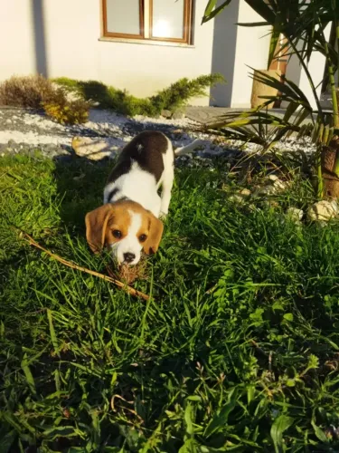 Seu Novo Beagle mini Está Aqui! Compra com Segurança - Loja física 