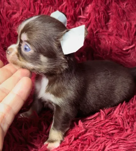 VENDA CHIHUAHUAS PELO LONGO MACHOS