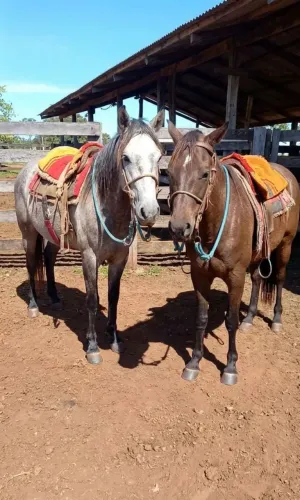 CAVALOS PARA A LIDA! 
