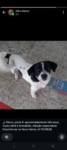 Adoção responsável