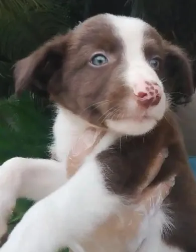Border collie muito inteligente 