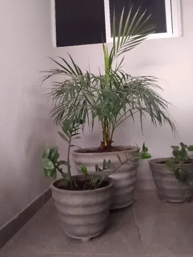 Trio de vasos com plantas 