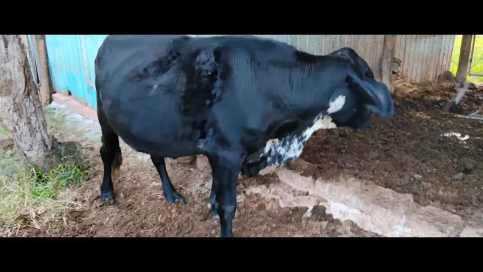 Boi Angus