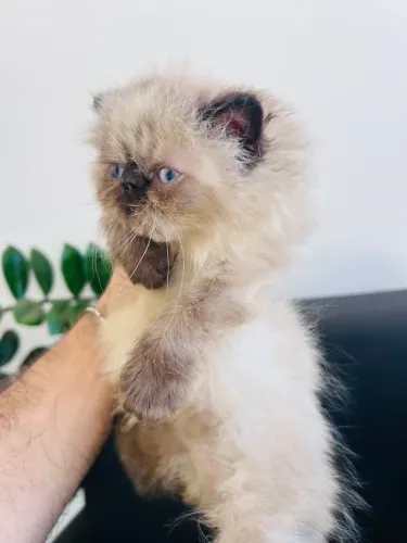 Gata Persa Filhote