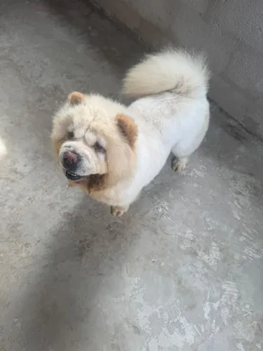 Chow Chow Padrao Americano
