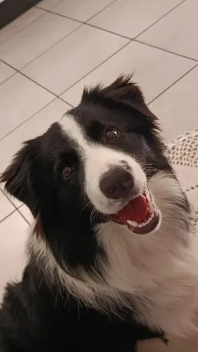 Macho Disponível para Cruzar - Border Collie 