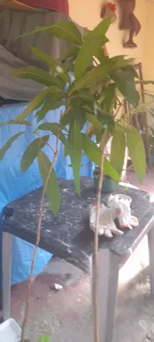 Vende-se plantas mudas de plantas frutíferas