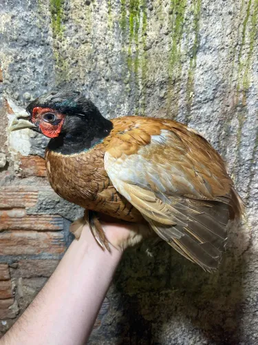 Galo e galinha colorida