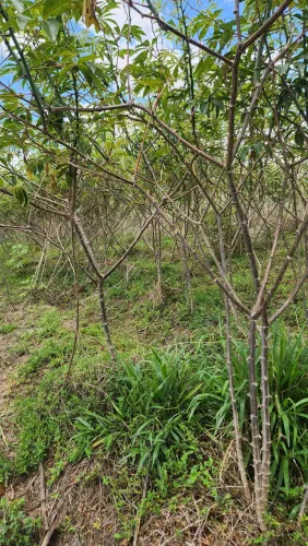 Mandioca Embrapa 1054