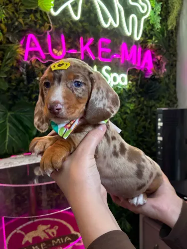 Dachshund !!! Arlequim Luxo