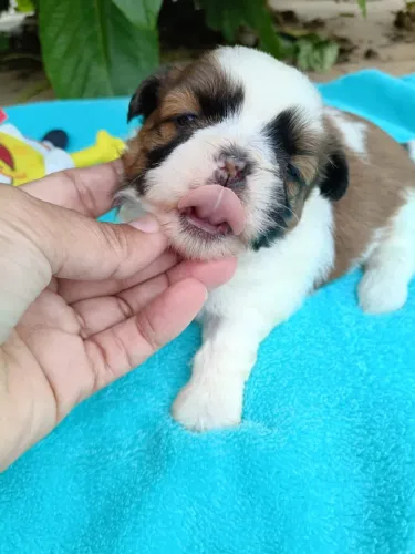 shih tzu, macho, comp eidgree, em 10x no cartao, entregamos.