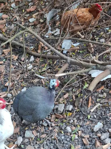 Vendo galo de angola