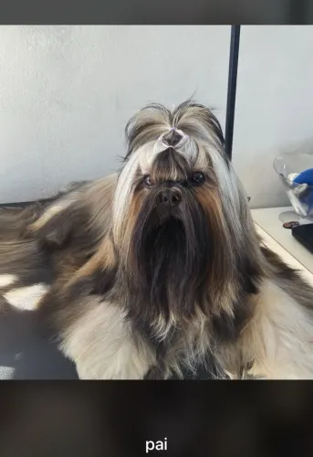 Filhotes de shihtuz puros